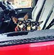 A VW T5 Campervan called Bodhi and for hire in Windsor, Berkshire
