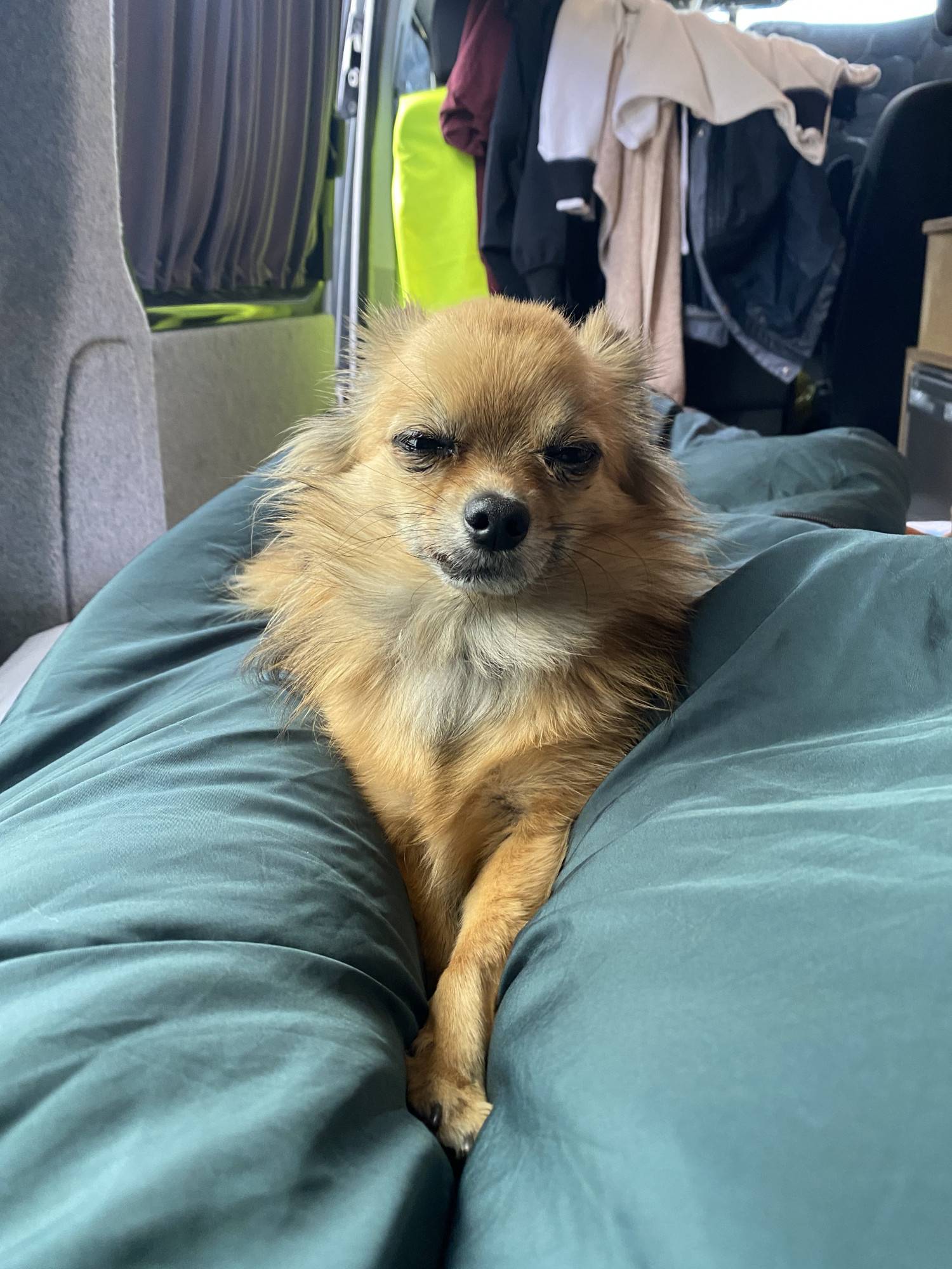 A VW T6 Campervan called CopperLeaf and Dolly chilling on the bed which is easily pulled out from back seats. Leaving plenty of room in kitc for hire in Milton Keynes, Buckinghamshire