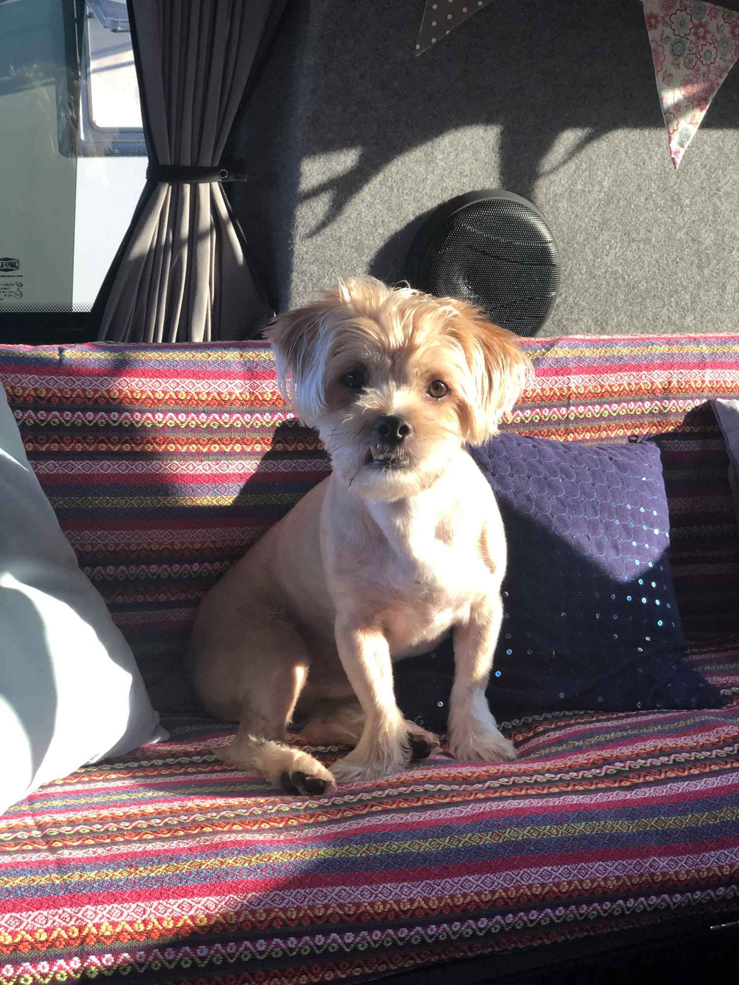 A VW T5 Campervan called GypsyGreen and Dub Dog - Gary for hire in Torquay, Devon