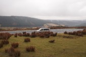 In the heather